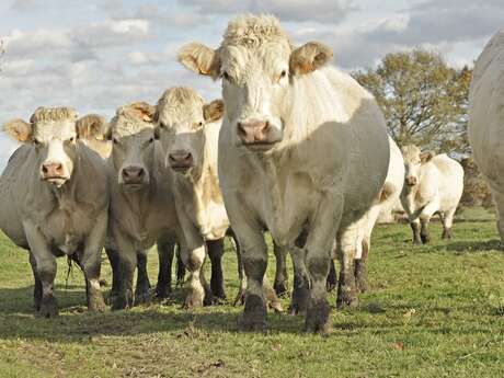 Ludovic Roque - viande charolaise
