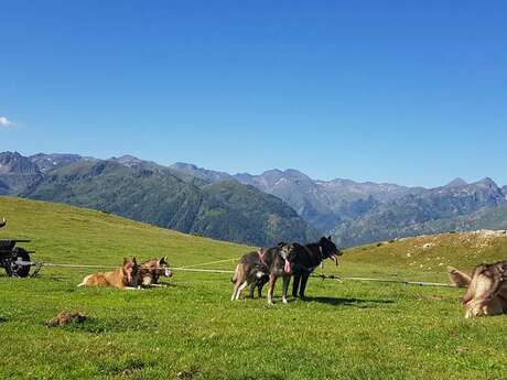 Cani-kart avec Angaka Village Nordique