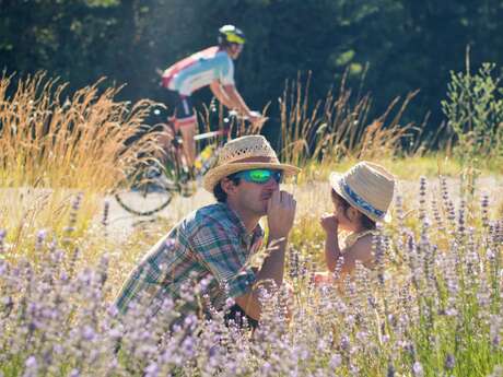 La route des lavandes à vélo (N°13)