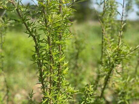 Découvrez un jardin bio de fleurs comestibles et plantes aromatiques