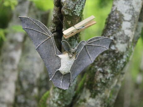 Les jeudis de la Réserve : La nuit de la chauve-souris aux Monts d'Olmes