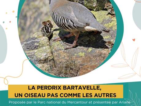 Conference - "The Bartavelle partridge, a bird like no other".