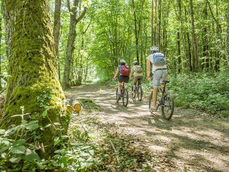 N°71 – Les Planchettes - Espace VTT-FFC Massif des Bois Noirs