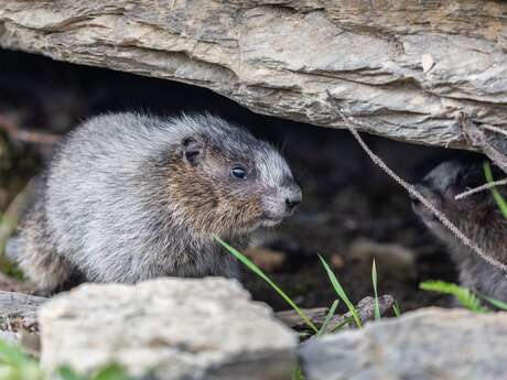 Ra'contes moi marmotte