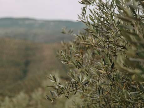 Dégustation d'olives de Nyons et de vins Côtes du Rhône