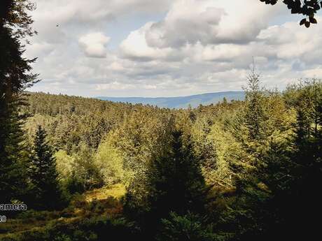 SEVE Sens Essences Vies Energies Un Bain d'une Nouvelle Nature