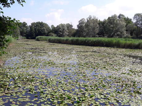 Wandelroute : De vijvers van Crosagny