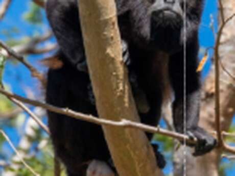 Costa Rica : paysages et animaux hors du commun