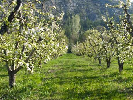 Les vergers de Mathilde