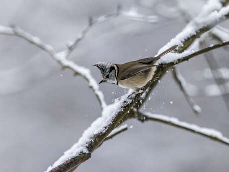 Sortie LPO - Observation des oiseaux