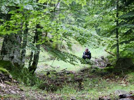 Écrire en forêt