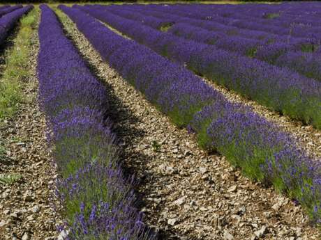 Les Romeyères (N°1)