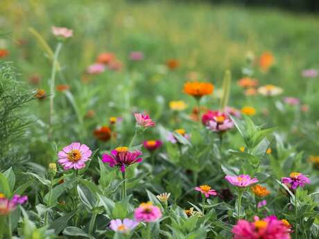 Fête du printemps au Centre Alzheimer Montvaillant