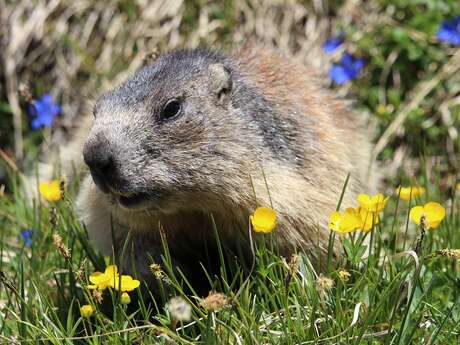 Marmot Park "Chez Gaby 1670"