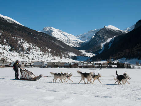 Balade en traîneaux à chiens