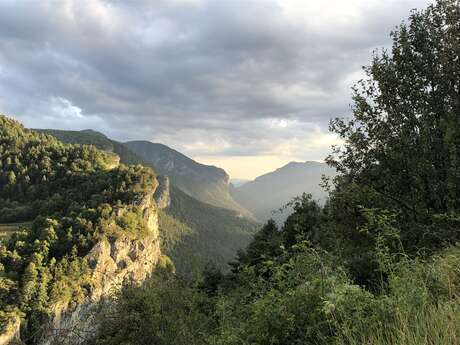 Discovering medicinal and edible plants