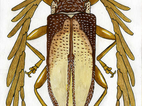 Exposition - Coléoptères