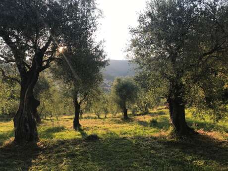 Joseph Olive grove