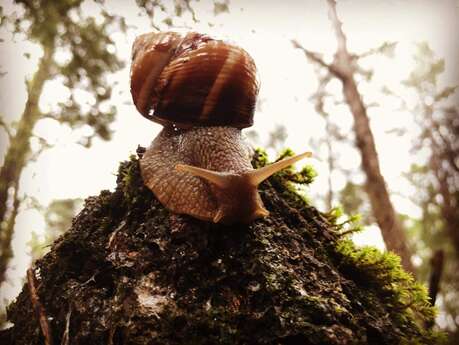 L'Espigaou - WEGLICKI Alexandre