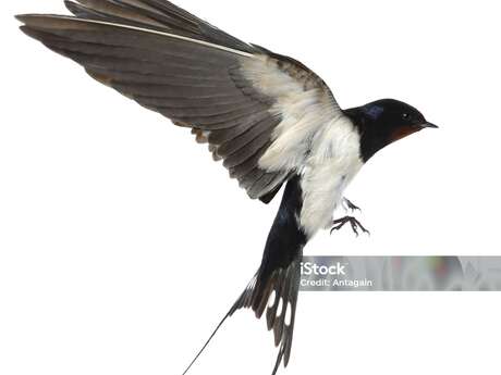 Rallye nature, quiz et observation dans le village : « Les hirondelles et les martinets, oiseaux de l'été »