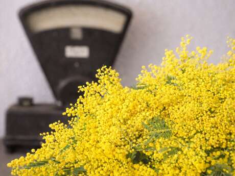 Pégomas : Secrets de la Forcerie - Immersion au Cœur du Mimosa