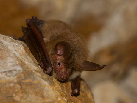 Les jeudis de la Réserve : La nuit de la chauve-souris à Montségur