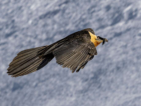CONFERENCE AVEC DAVID CARPANO, PHOTOGRAPHE ANIMALIER