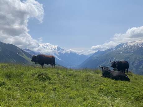Alpages et pastoralisme : entre héritage ancestral et adaptation au changement