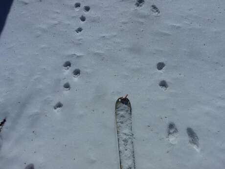 Atelier traces du Parc national des Ecrins