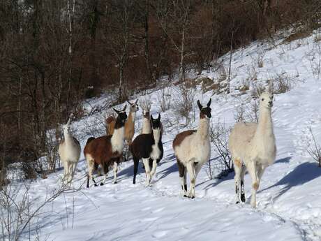 La Ferme des Lamas