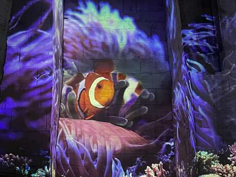 Carrières-des-Lumières: Ocean – an immersion in the underwater world