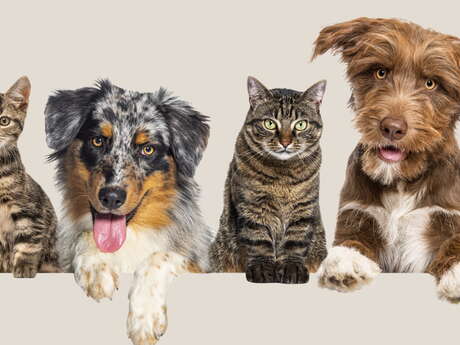 Portes ouvertes animaux sans frontière
