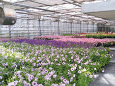 Visite guidée - Les serres municipales