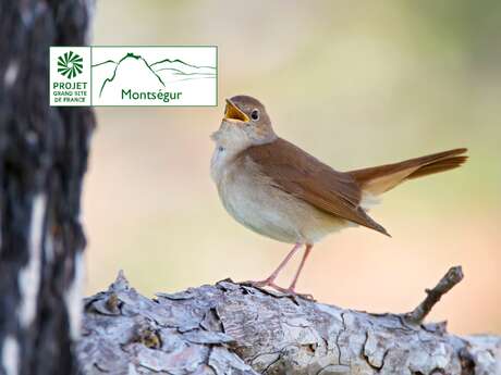 Les oiseaux : rester ou partir quand vient l'hiver ?