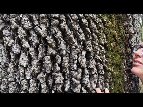 Sortie Shinrin Yoku ou Bain de Forêt