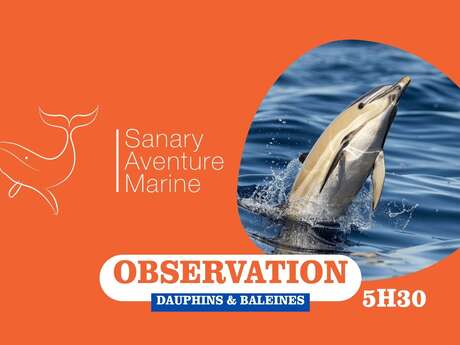 Observation des dauphins & baleines (5h30) | Sanary Aventure Marine