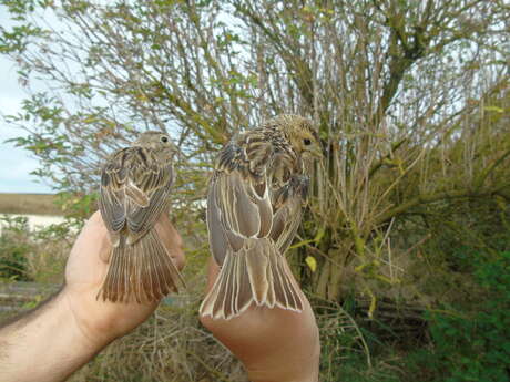 European Migration Days: passerine ringing