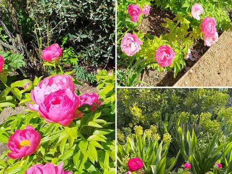 La saison des pivoines est arrivée au Musée de la fleur d'Ollioules et de l'olivier