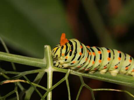 Inventaire participatif – biodiversité des Lauves
