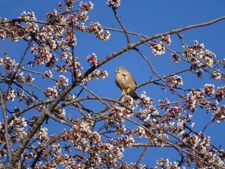 Fruit tree pruning and grafting day