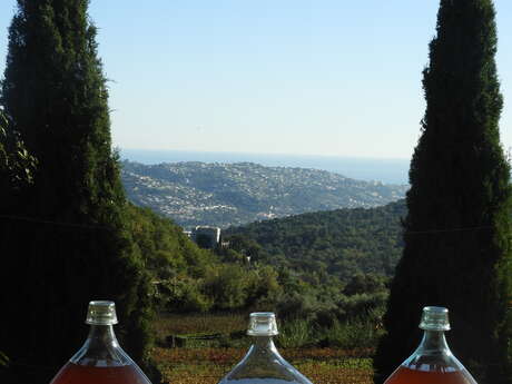 Vignoble Rasse