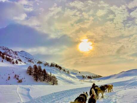 Chiens de traîneau à Roubion