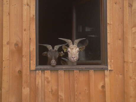 Goat farm Puy Aillaud