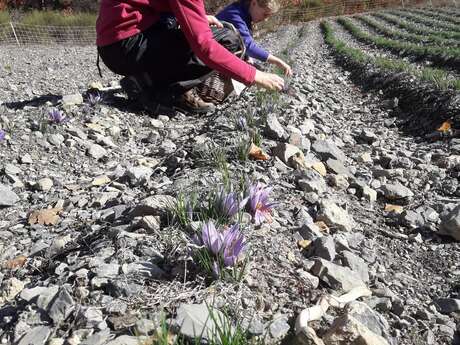 Les trésors de nos montagnes