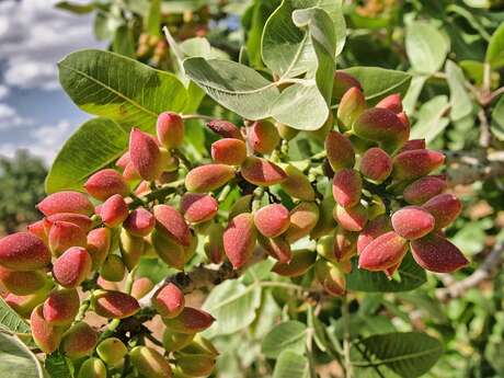 La Maison de la Pistache