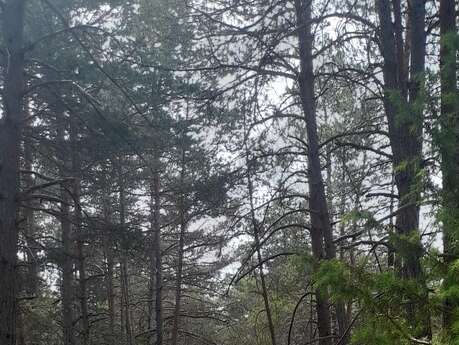 N°5 Circuit VTT et Gravel : Les sources du Fontanil