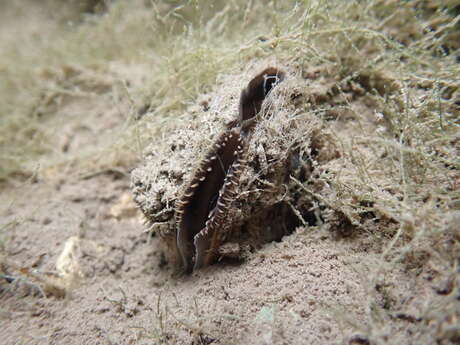 Identifer les mulettes