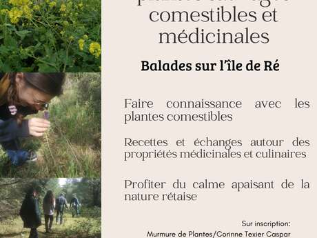Discovering edible and medicinal wild plants