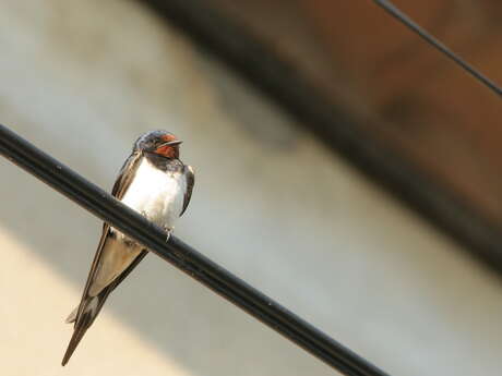 Inventaire participatif des oiseaux du bâti - Villard-Bonnot