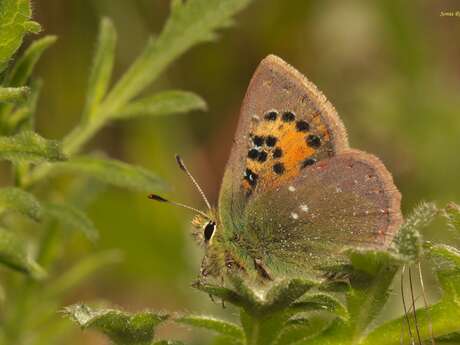 À la recherche du Ballous, un papillon rare et menacé